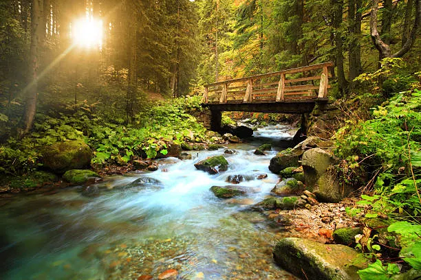 Short term therapy session - stream in the forest